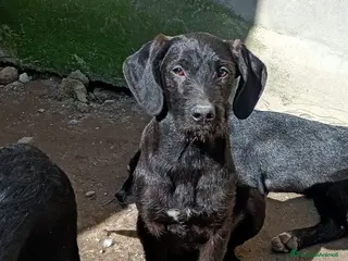 Meticcio cani SYRIA ASPETTA UNA MAMMA - Annuncio 10