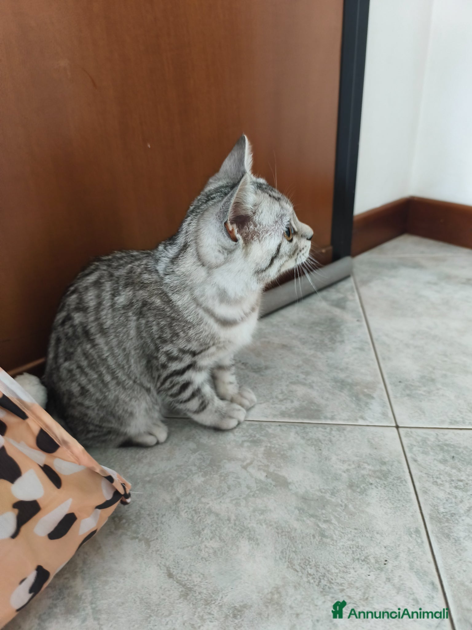 Scottish gatti in vendita: Gatto scottish straight  a Provincia di Como - Annuncio 6