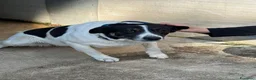 Meticcio cani in regalo: Cookie, una tenerissima meticcia - Annuncio 4