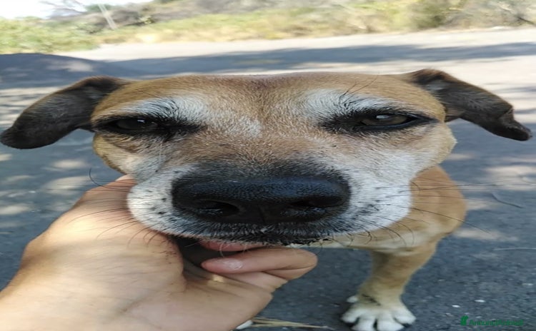 Altre razze cani a Città metropolitana di Catania - Annuncio 8
