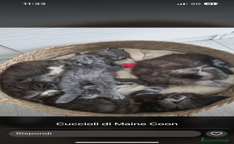 Maine Coon gatti Cucciolata Maine coon - Annuncio 13