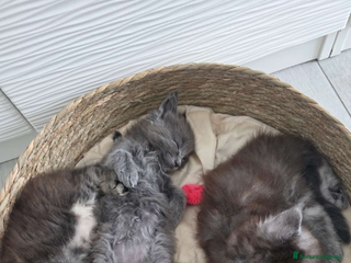 Maine Coon gatti Cucciolata Maine coon - Annuncio 29