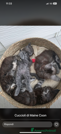 Maine Coon gatti Cucciolata Maine coon - Annuncio 13