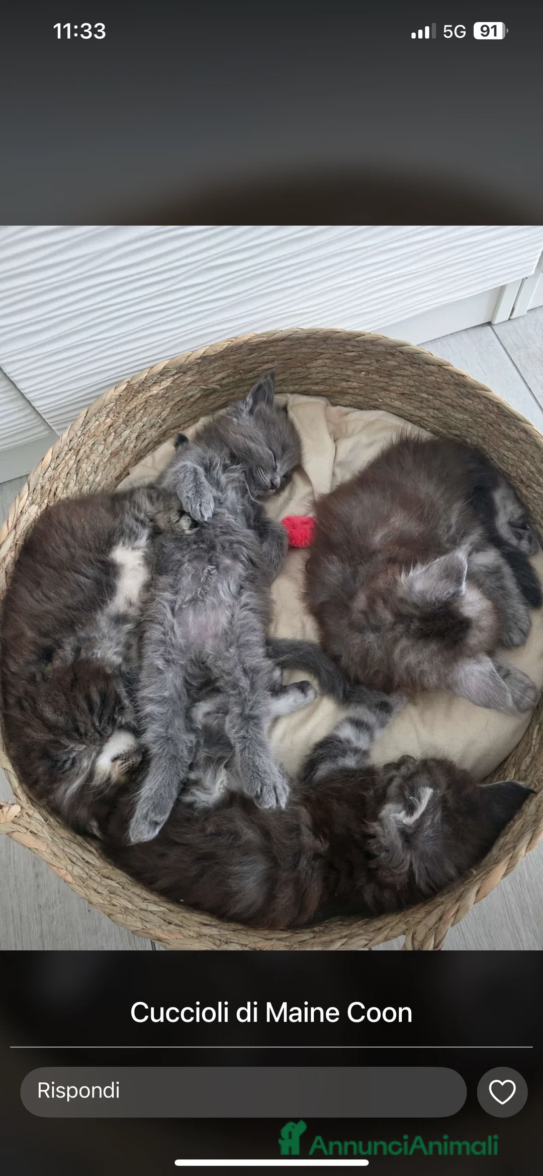 Maine Coon gatti in vendita: Cucciolata Maine coon - Annuncio 1