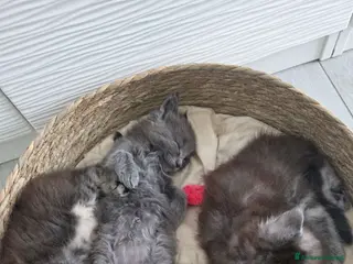 Maine Coon gatti Cucciolata Maine coon - Annuncio 29