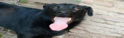 Meticcio cani in regalo: LOLLO - Annuncio 6