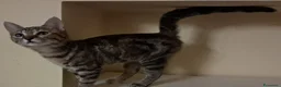 Europeo gatti in regalo: Mirta e Mago': due streghette cercano magia - Annuncio 6