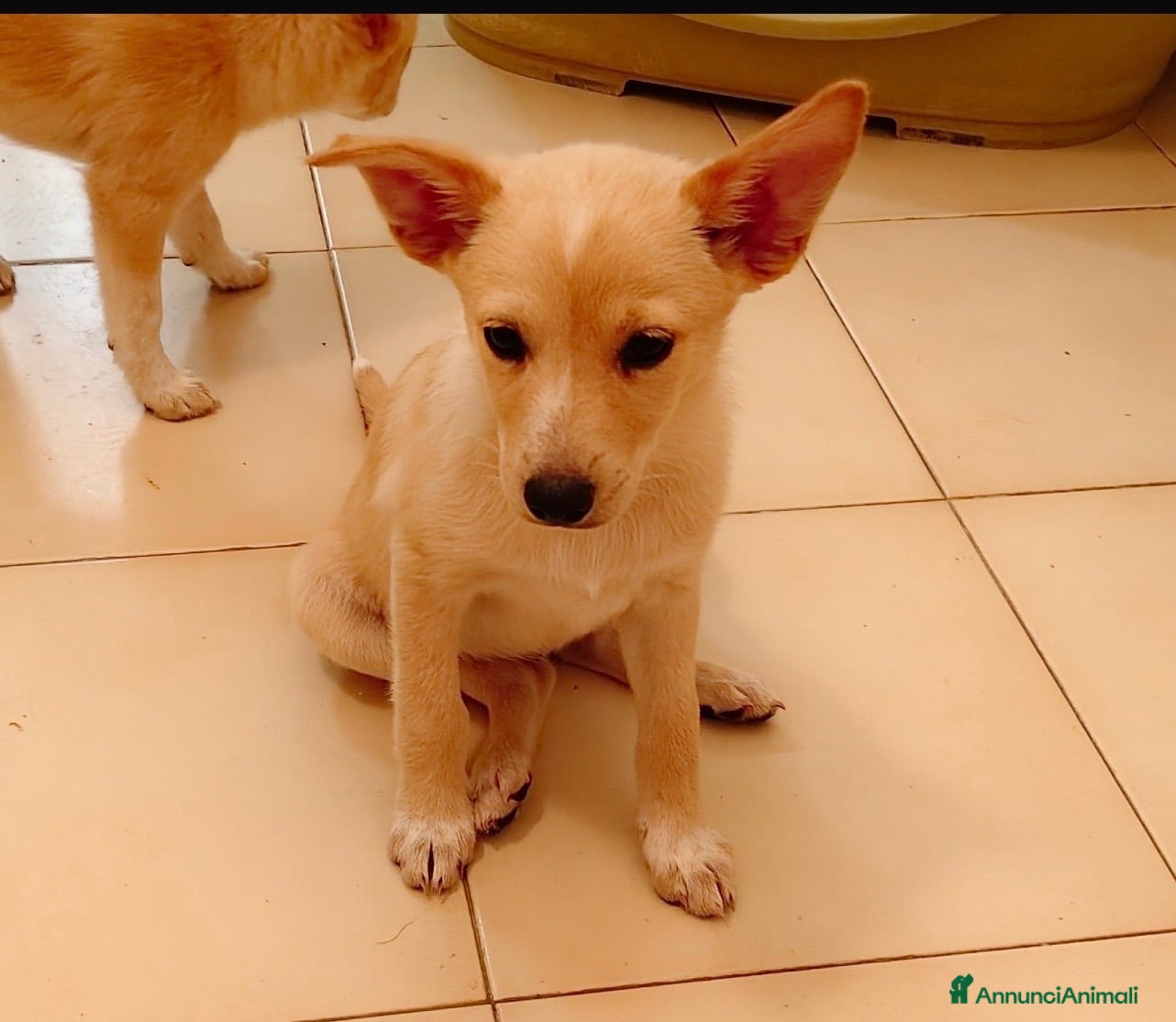 Meticcio cani Meryl bellissima cucciola taglia medio piccola  - Annuncio 3
