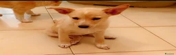 Meticcio cani in regalo: Meryl bellissima cucciola taglia medio piccola  - Annuncio 1