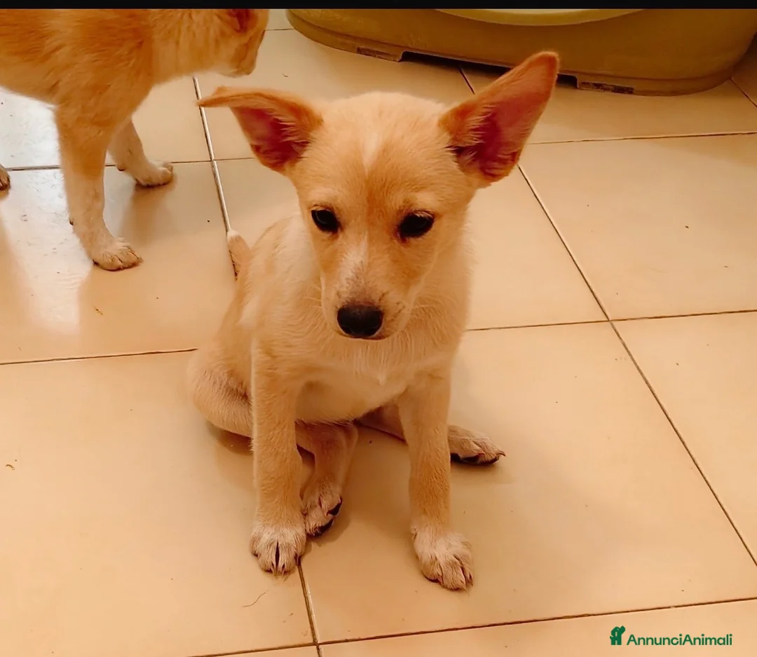 Meticcio cani in regalo: Meryl bellissima cucciola taglia medio piccola  - Annuncio 1