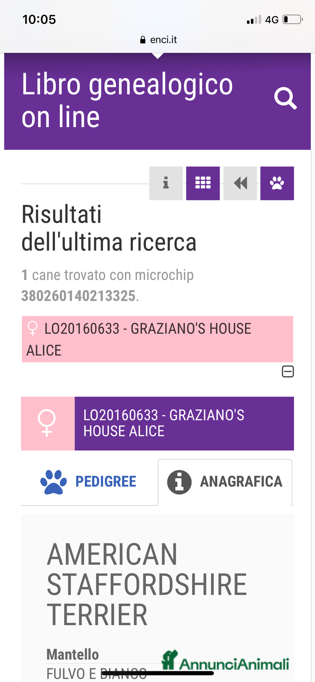 American Staffordshire cani in regalo: Amstaff femmina sterilizzata - Annuncio 9