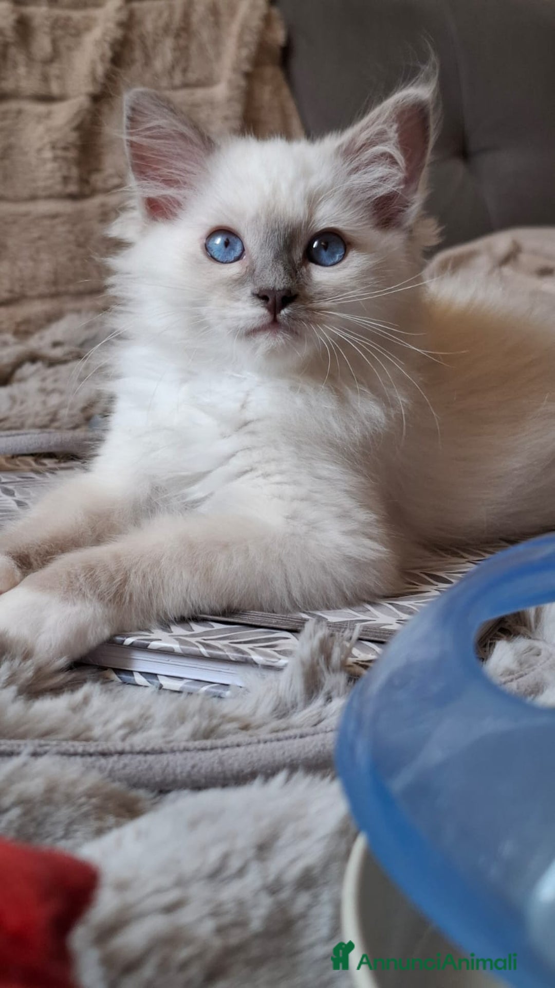 Ragdoll gatti in vendita: Ragdoll  con Pedigree .Pagamento anche a rate  a Province of Asti - Immagine 10