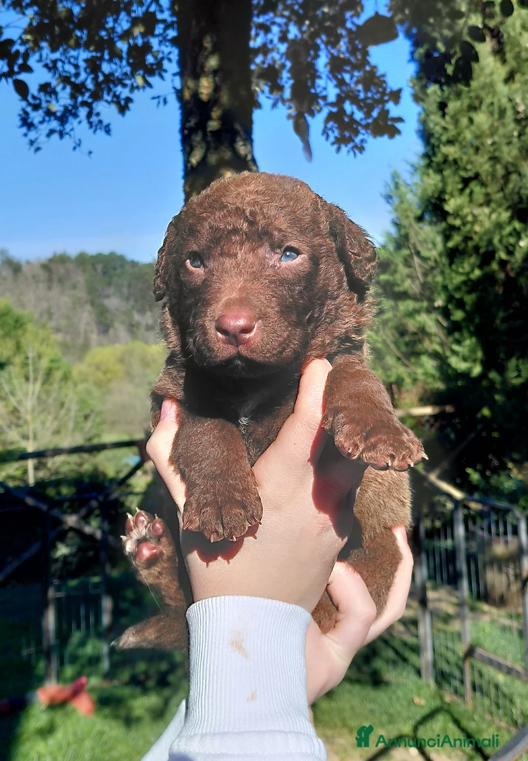 Chesapeake Bay Retriever cani in vendita: Cuccioli disponibili Chesapeake Bay Retriever  - Annuncio 1