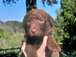 Chesapeake Bay Retriever cani Cuccioli disponibili Chesapeake Bay Retriever - Annuncio 3