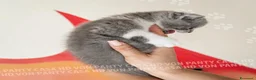 British gatti in vendita: Cuccioli British Shorthair con Pedigree - Annuncio 10