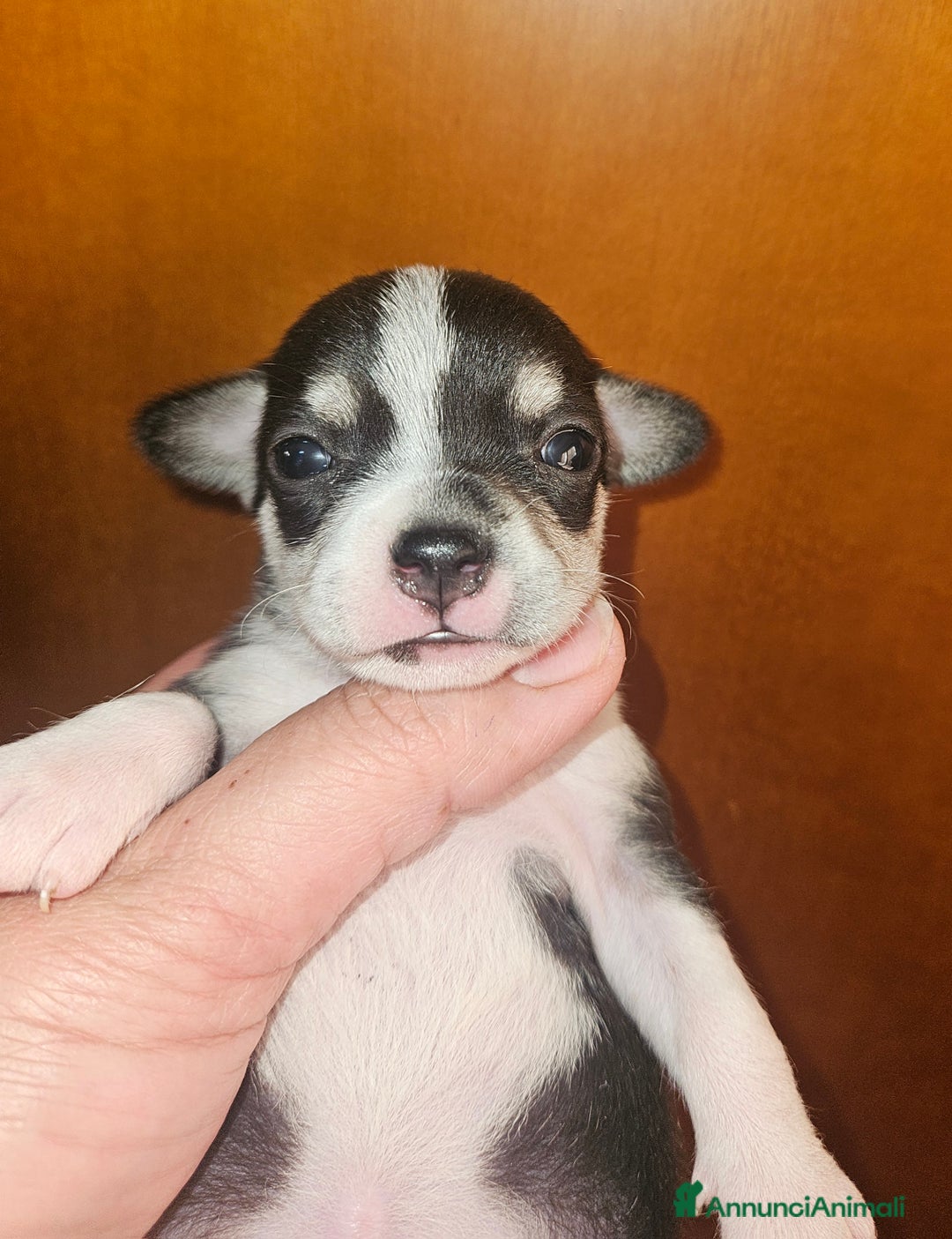 Chihuahua cani in vendita: Chihuahua cuccioli - Annuncio 10