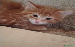 Maine Coon gatti in vendita: Cuccioli Red tabby a Provincia di Ravenna - Immagine 5