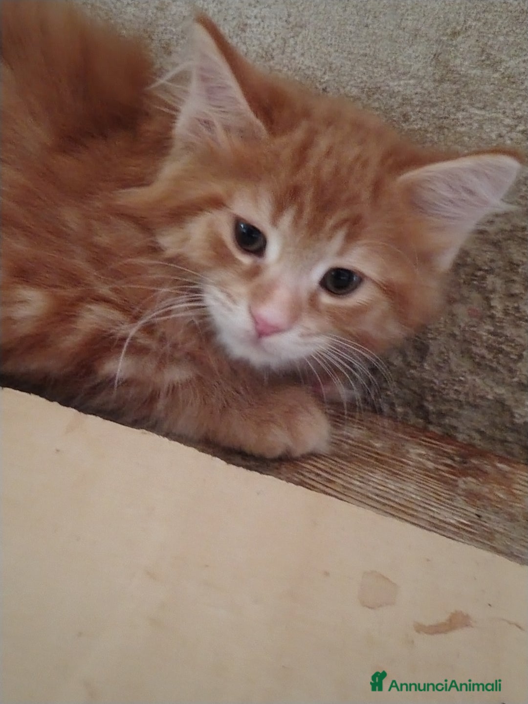 Maine Coon gatti in vendita: Cuccioli Red tabby a Provincia di Ravenna - Immagine 5