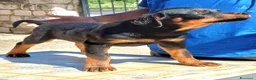 Rottweiler cani in vendita: Cuccioli rottweiler  - Annuncio 9