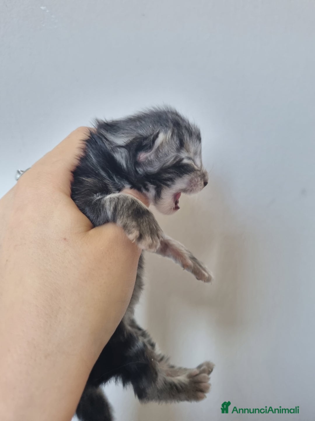 Maine Coon gatti in vendita: Prenotazioni Aperte - Cuccioli di Maine Coon! a Provincia di Cuneo - Immagine 7