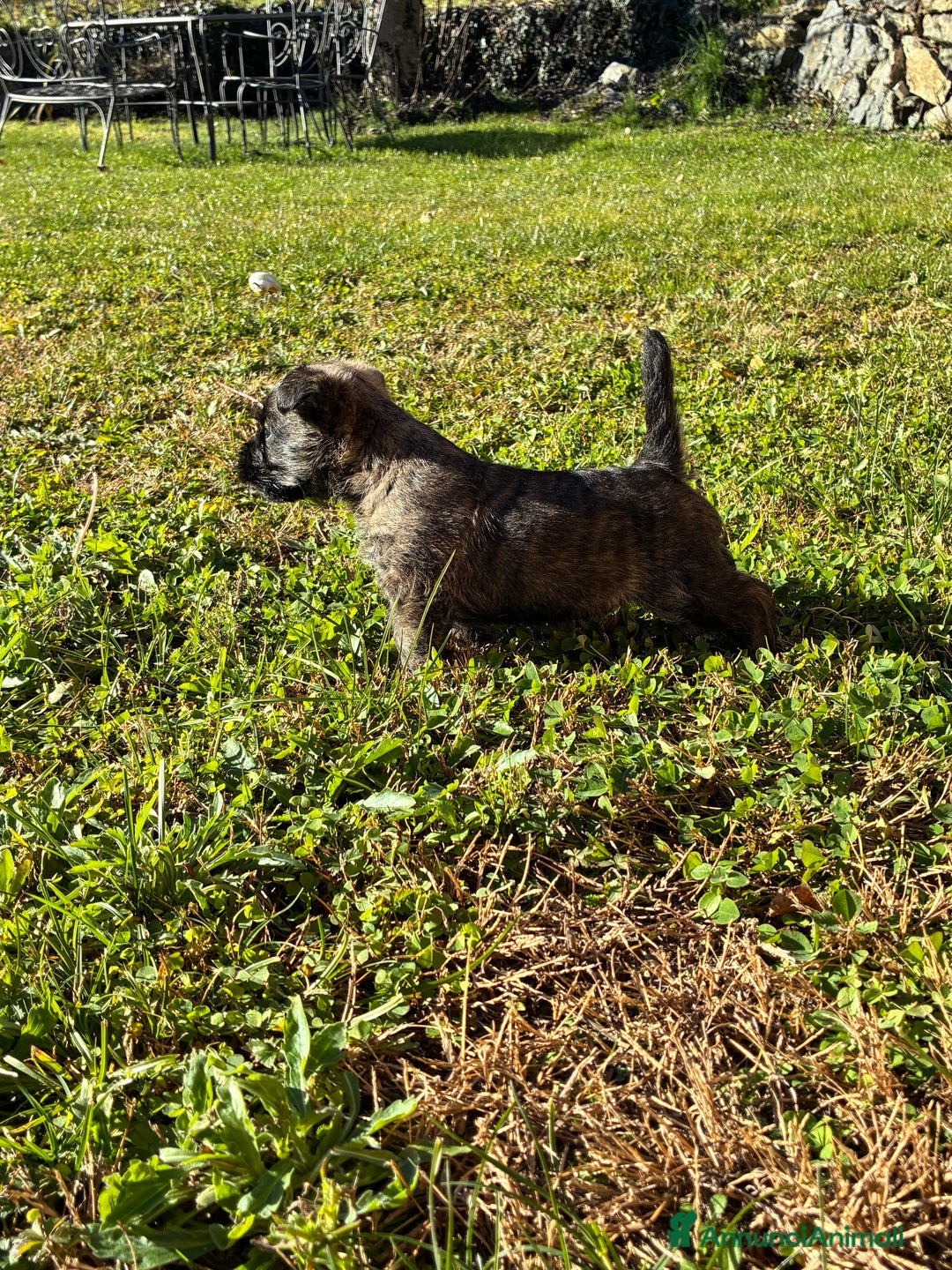 Cairn Terrier cani in vendita: Cairn terrier cucciolo  - Annuncio 2