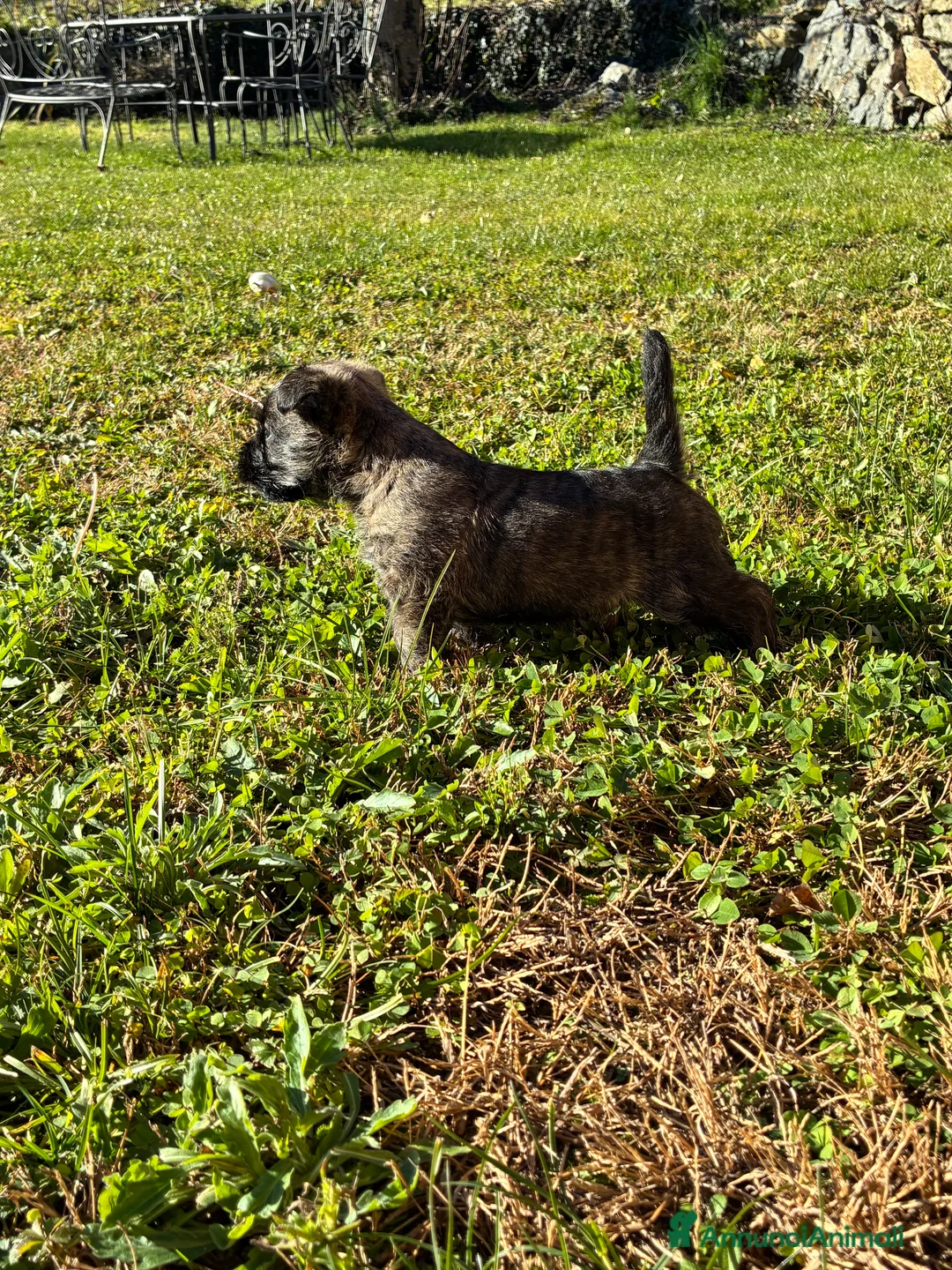 Cairn Terrier cani in vendita: Cairn terrier cucciolo  - Annuncio 2
