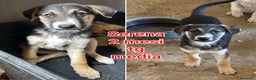 Meticcio cani in regalo: TANTI CUCCIOLI SOLI! - Annuncio 2