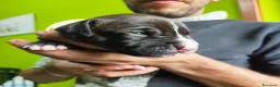 Pitbull cani in vendita: 3 cuccioli MASCHI di Pit Bull in standard ADBA a Provincia di Cremona - Annuncio 12