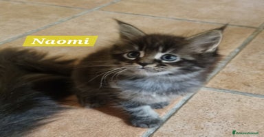 Maine Coon gatti a Città Metropolitana di Milano - Annuncio 4