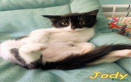 Europeo gatti in regalo: BAFFYE   E  JODY GATTINI a Città metropolitana di Roma Capitale - Immagine 7