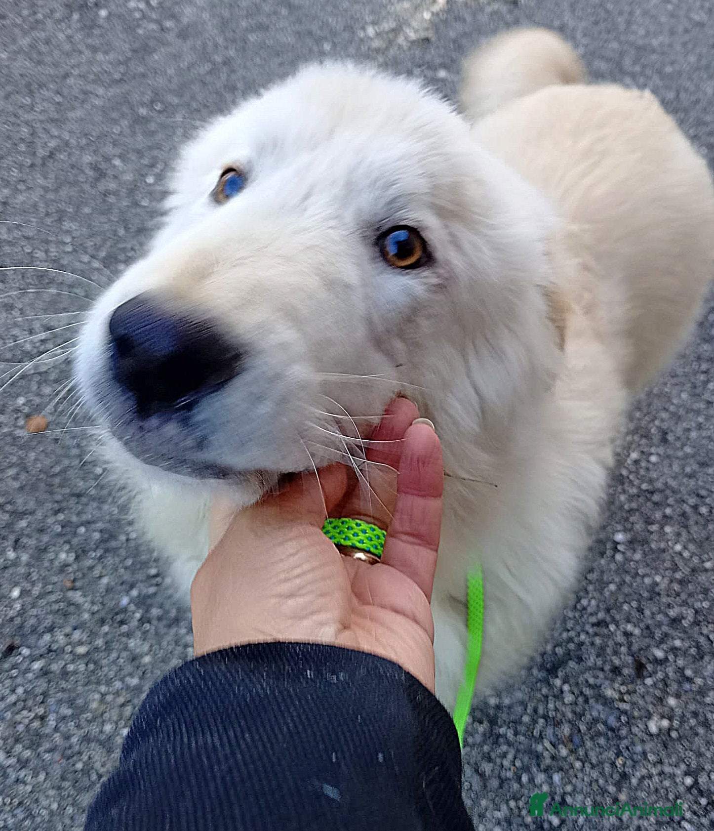 Meticcio cani UNA MAMMA PER AKI - Annuncio 33