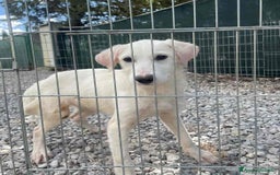 Meticcio cani in regalo: NUVOLA, cucciolona meravigliosa! - Immagine 2