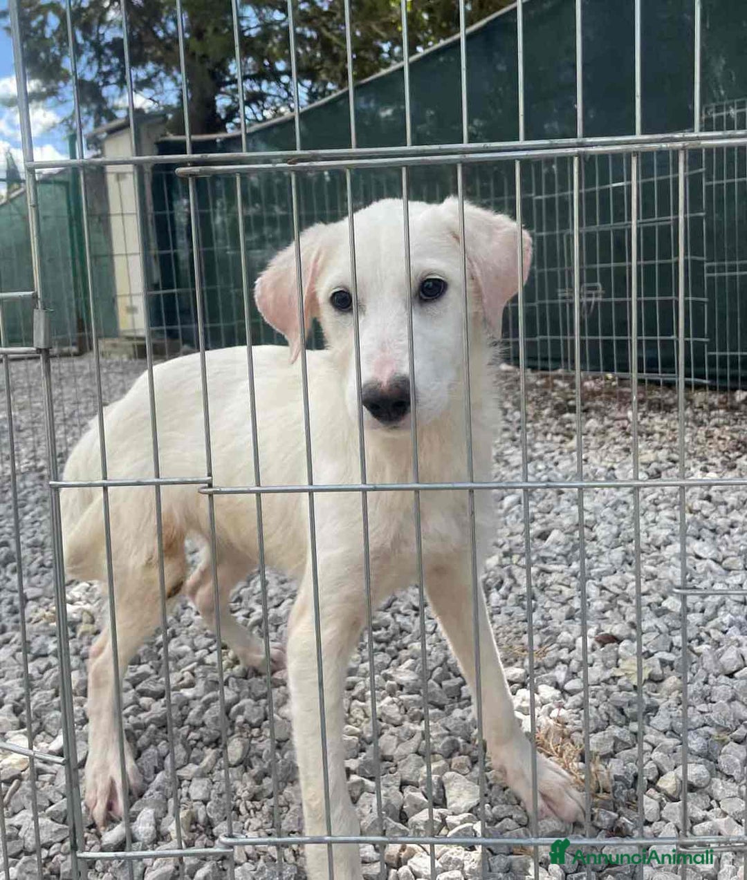 Meticcio cani in regalo: NUVOLA, cucciolona meravigliosa! - Immagine 2