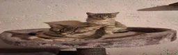 Europeo gatti in regalo: Cuccioli di gatto  - Annuncio 3