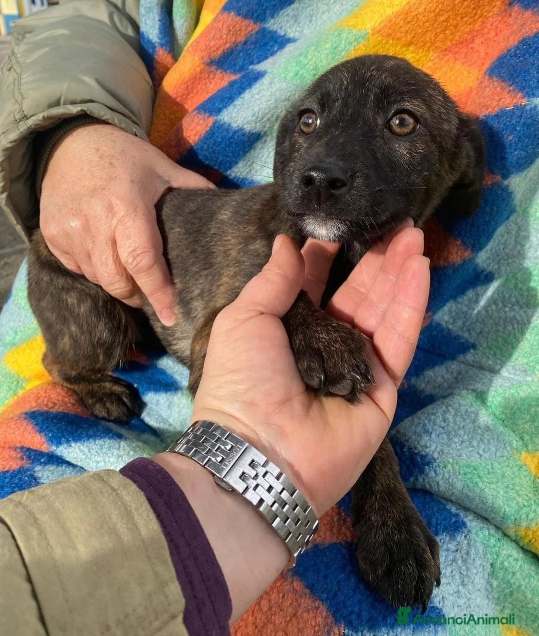 Meticcio cani in regalo: MARGOT 🩷 - cucciola, come si fa a non amarla 🥺 - Annuncio 6