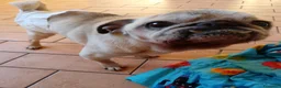 Carlino cani in regalo: regalo cane carlino  - Annuncio 4