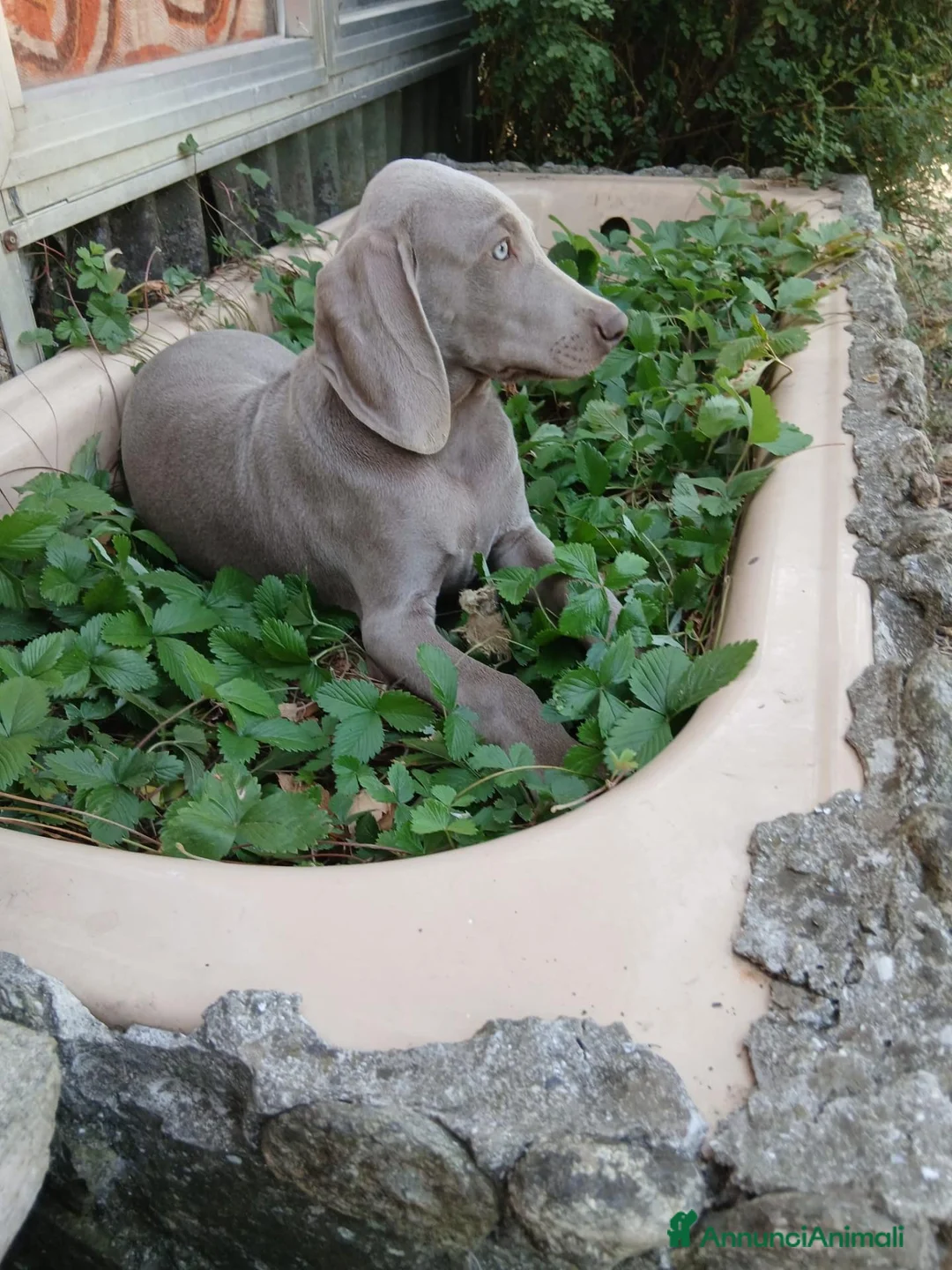 Weimaraner cani in vendita: Vendo cuccioli weimaraner  - Annuncio 2