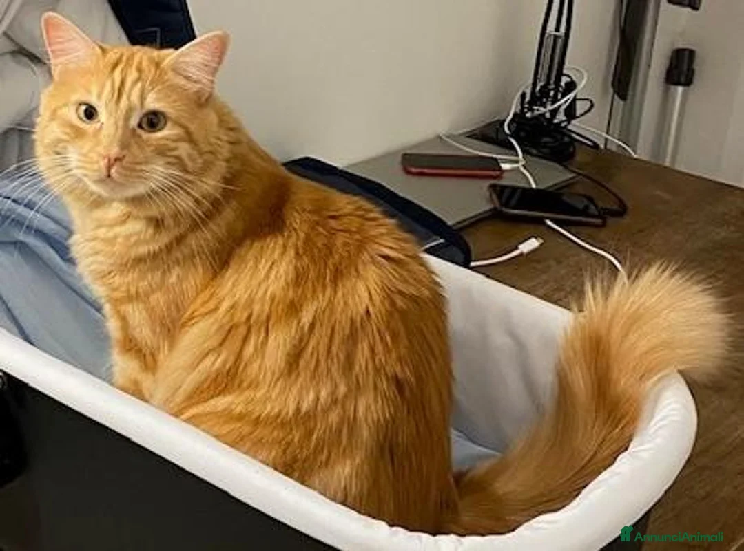Europeo gatti in regalo: ELVIS - 4 ANNI DOLCISSIMO a Città metropolitana di Milano - Annuncio 1