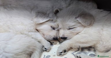 Pastore Svizzero cani - Annuncio 10