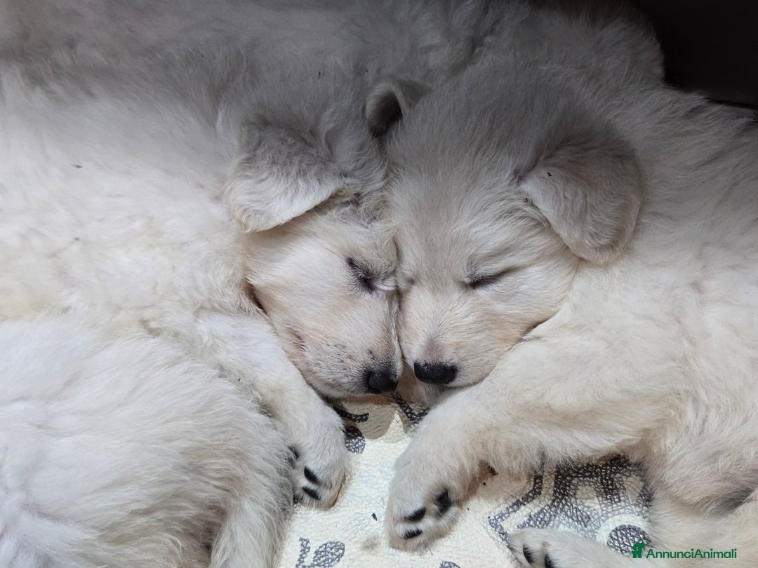 Pastore Svizzero cani in vendita: Cuccioli di pastore svizzero bianco - Annuncio 2