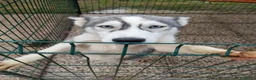 Husky cani in vendita: Cucciola di Siberian Husky  - Annuncio 2