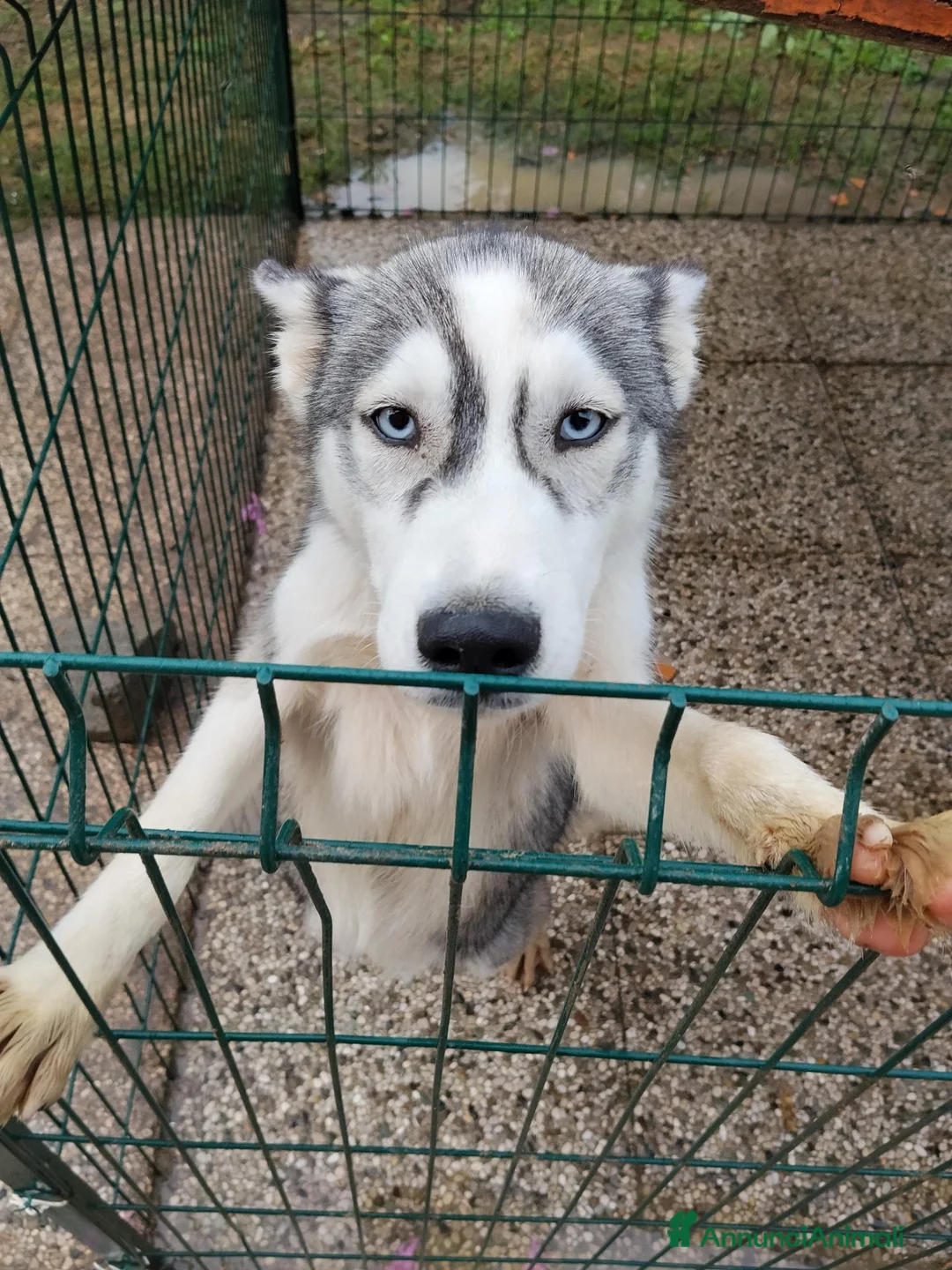 Husky cani in vendita: Cucciola di Siberian Husky  - Annuncio 2