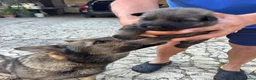 Pastore Tedesco cani in vendita: Vendita cuccioli di pastore tedesco puro - Annuncio 16