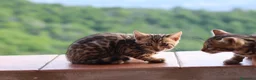Bengala gatti in vendita: Cuccioli Bengala a Provincia di Cosenza - Annuncio 28