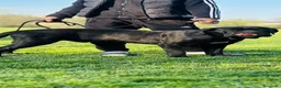 Cane Corso cani in vendita: cuccioli cane corso femmine 2 mesi  - Annuncio 3
