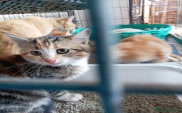 Europeo gatti in regalo: 5 cuccioli e mamma cercano casa❤️ - Immagine 4