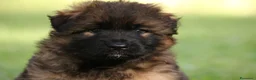 Pastore Tedesco cani in vendita: Pastore tedesco rara varietà grigio a pelo lungo - Annuncio 4