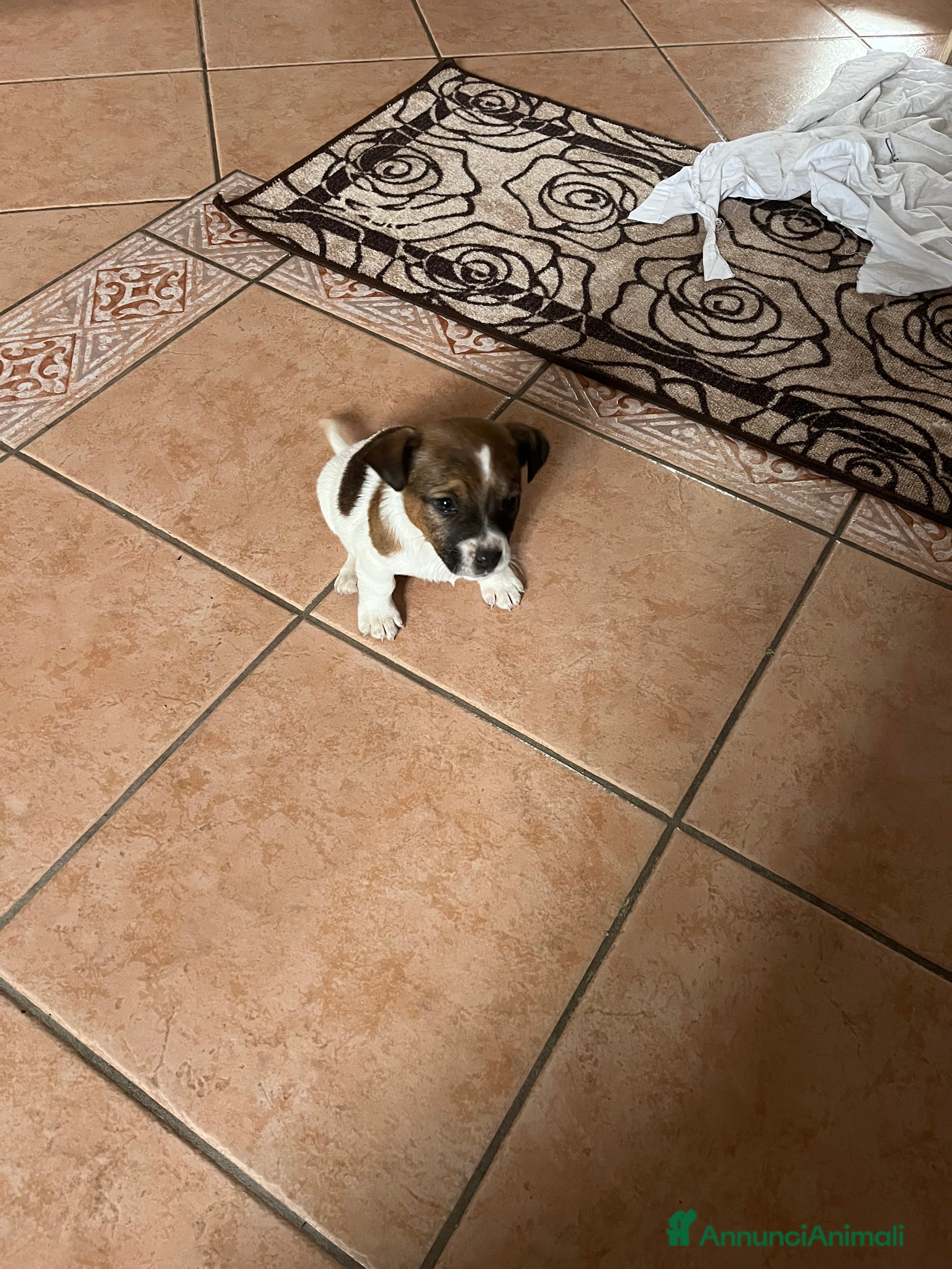 Jack Russell cani Cucciola Jack Russell - Annuncio 6