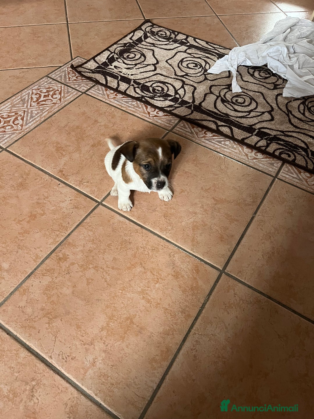 Jack Russell cani in vendita: Cucciola Jack Russell - Annuncio 1
