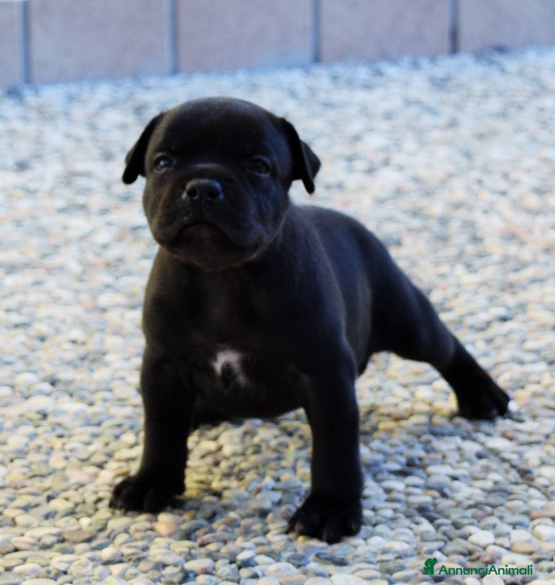 Staffordshire cani in vendita: CUCCIOLI DI STAFFORSHIRE BULL TERRIER  - Annuncio 3